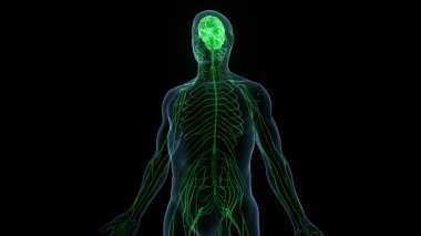 İnsan Sinir Sistemi Beyin Anatomisi Merkezi Organı