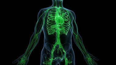 İnsan Dolaşım Sistemi Kalp Anatomisi