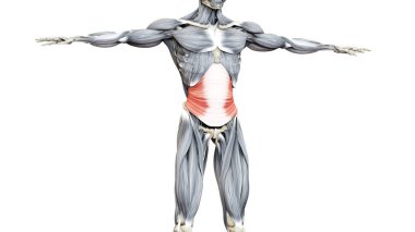 İnsan Kas Sistemi Gövde Kasları Transvis Abdominis Kas Anatomisi