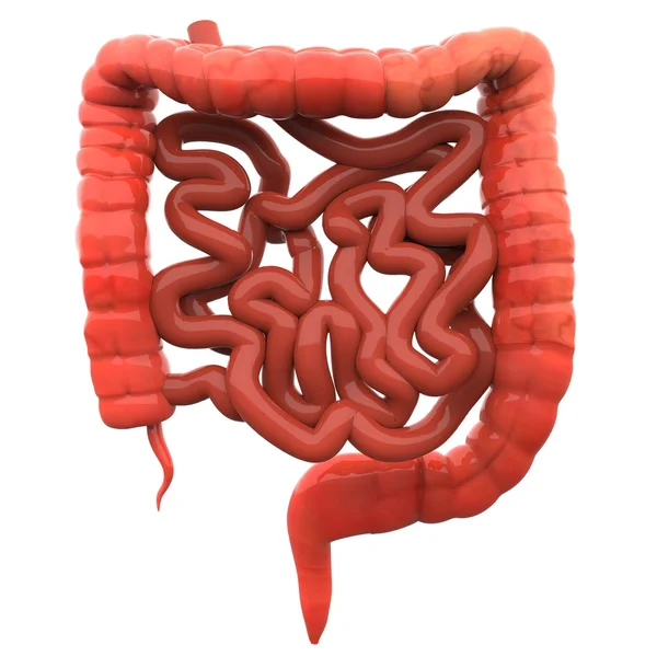 Intestino grueso y delgado — Foto de Stock