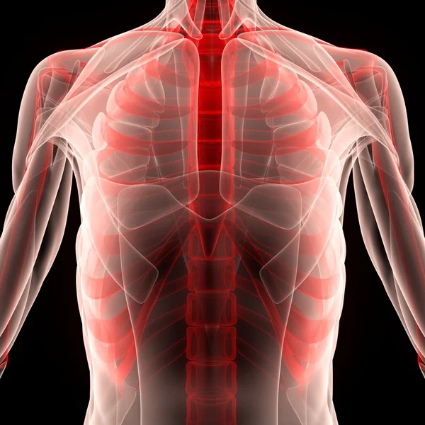 Escapula humana com costelas com músculos — Fotografia de Stock