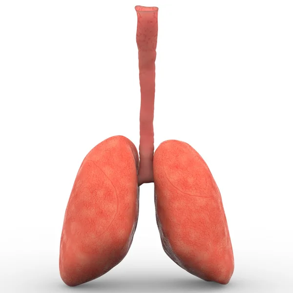 Pulmones de humanos — Foto de Stock