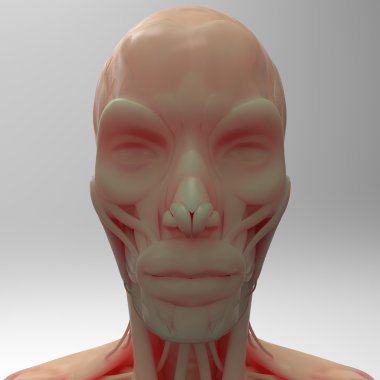 İnsan yüz kaslarını