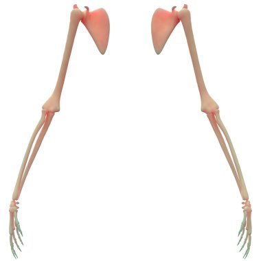 İnsan iskeleti el eklem