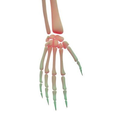 Human Skeleton Finger Joints clipart