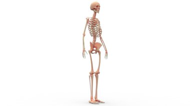 İnsan iskelet sistemi