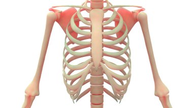 Köprücük kemiğinin eklem ile insan kaburga