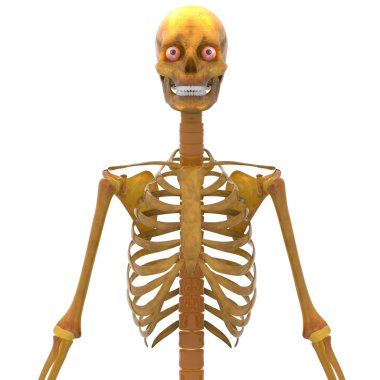 İnsan iskelet sistemi