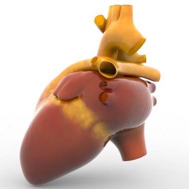 Canlı insan kalbinde