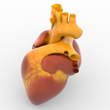 Canlı insan kalbinde