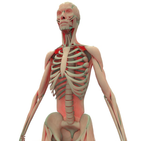 3D Illustration of Human Muscle Body with Skeleton