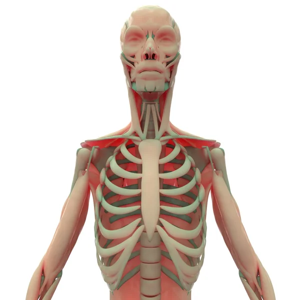 Lidská kostra s svaly — Stock fotografie