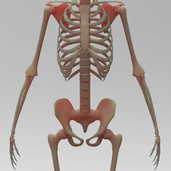 Human Skeleton System — Stock Photo, Image