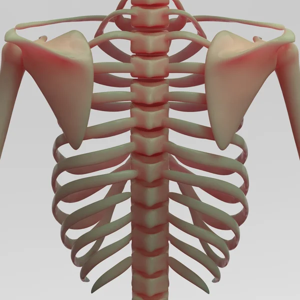 Menselijke schouderblad met ribben — Stockfoto