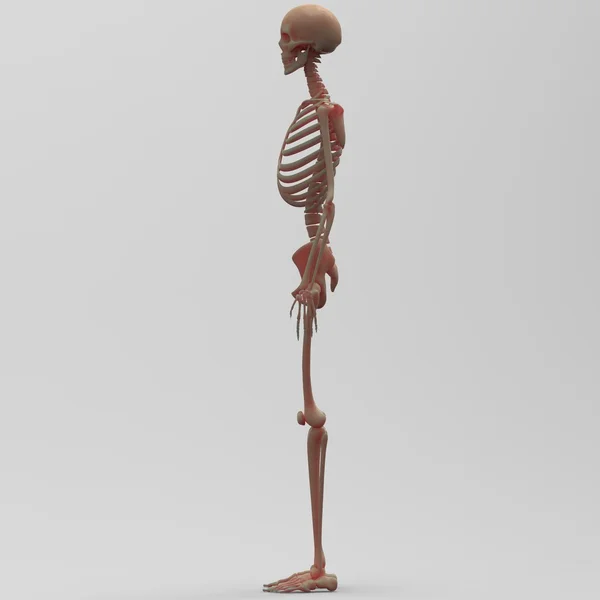 Menselijk skelet systeem — Stockfoto