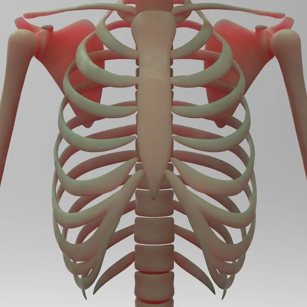 Scheletro umano Scapola con costole — Foto Stock