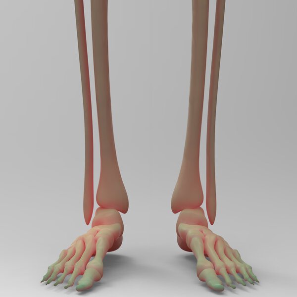 Суставы ног человека
