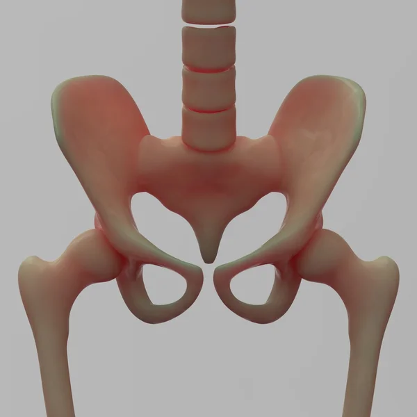 人类的骨架臀部和骨盆 — 图库照片