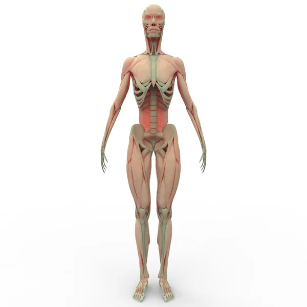 人体肌肉的身体 — 图库照片