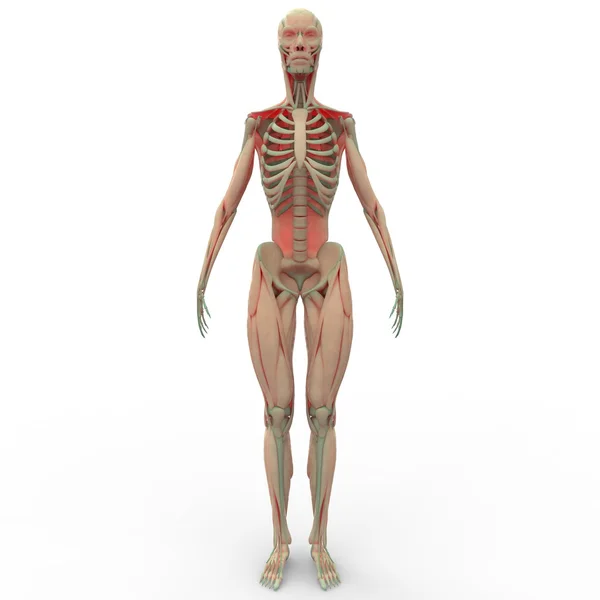 Menschlicher Muskelkörper — Stockfoto