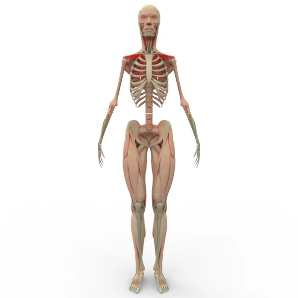 Corpo muscolare umano — Foto Stock