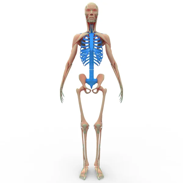 Costelas de esqueleto humano com espinal medula — Fotografia de Stock