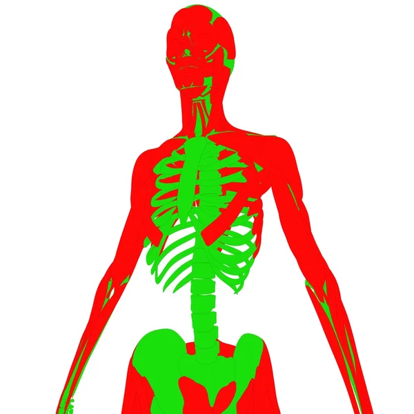 Corpo muscolare umano con scheletro — Foto Stock