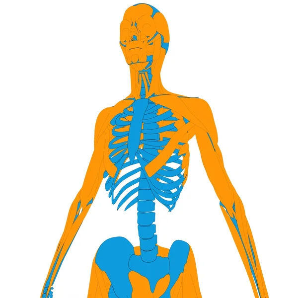 Cuerpo muscular humano con esqueleto —  Fotos de Stock
