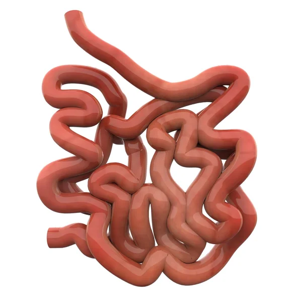 Intestino delgado humano — Foto de Stock