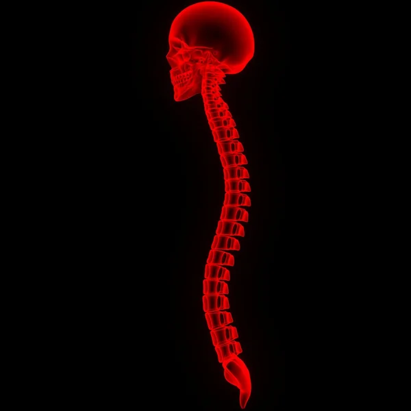 Crânio humano com medula espinhal — Fotografia de Stock