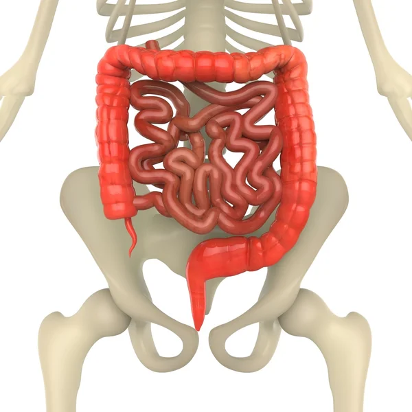 Illustration Human Skeleton Large Small Intestine — Stock Photo, Image