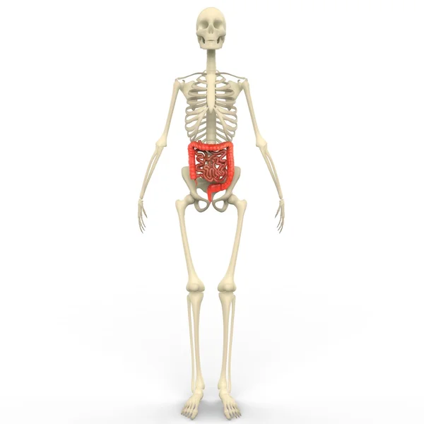 Human Skeleton with Large and Small Intestine — Stock Photo, Image