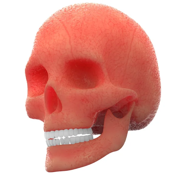 Människans skelett skalle — Stockfoto
