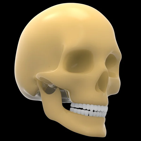 İnsan iskelet kafatası — Stok fotoğraf