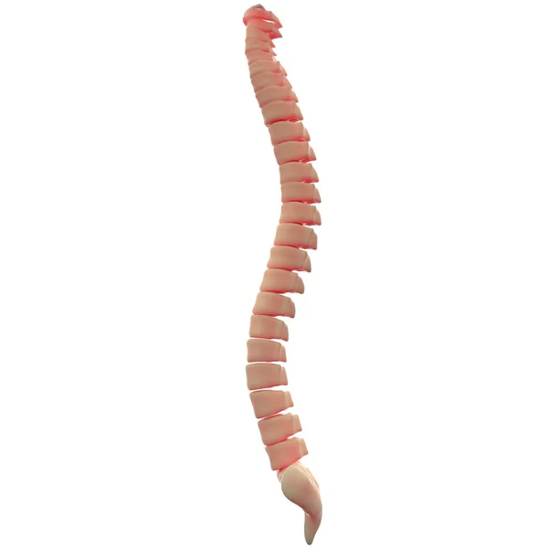 Esqueleto humano de la médula espinal — Foto de Stock