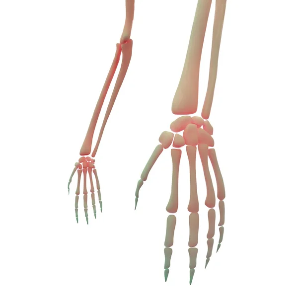 Articulações de dedo esqueleto humano — Fotografia de Stock