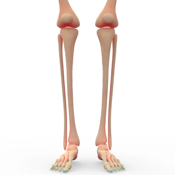 Человеческий скелет ноги Джони — стоковое фото