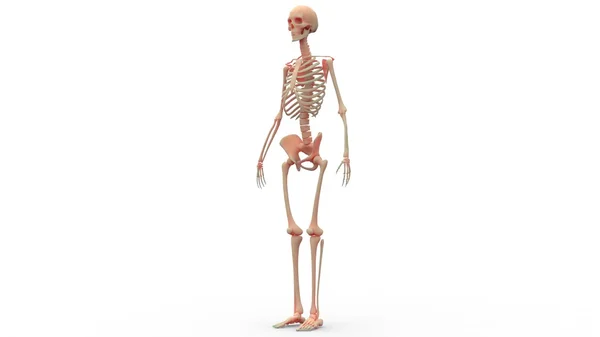 İnsan iskelet sistemi — Stok fotoğraf