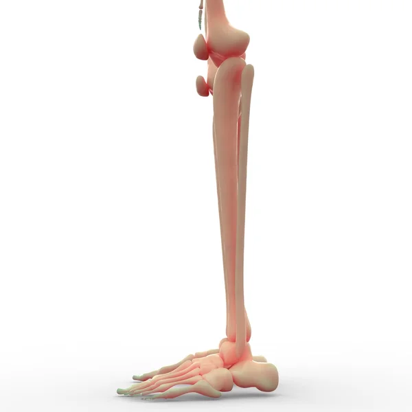 Gambe scheletriche umane Jonis — Foto Stock