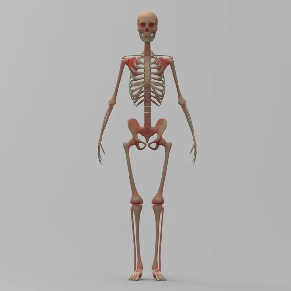 Sistema de esqueleto humano — Fotografia de Stock