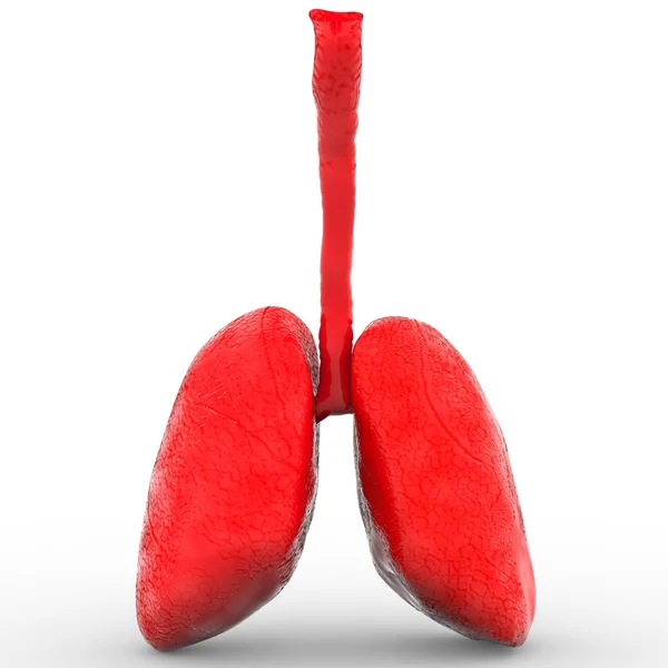 Pulmones de humanos — Foto de Stock