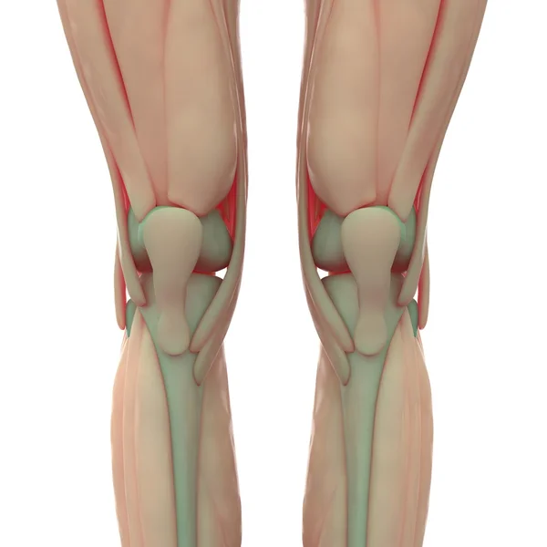 Menselijke knie gewrichten met spieren — Stockfoto