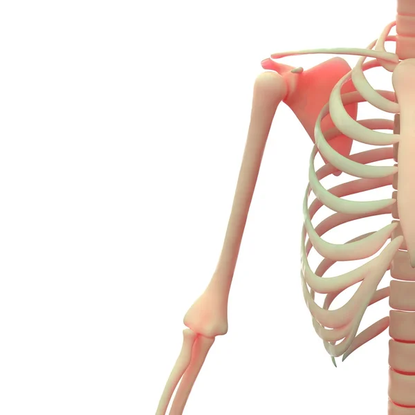 人体骨骼系统 — 图库照片