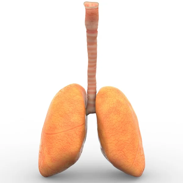 Płuc człowieka — Zdjęcie stockowe