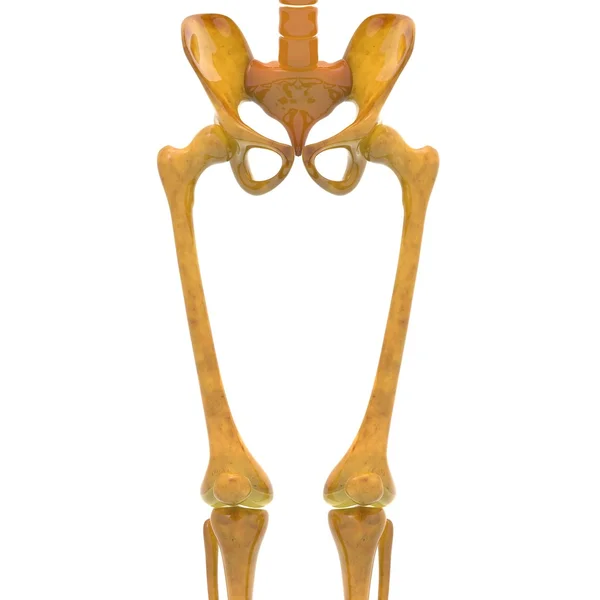 Человеческие коленные суставы с Пелвисом — стоковое фото