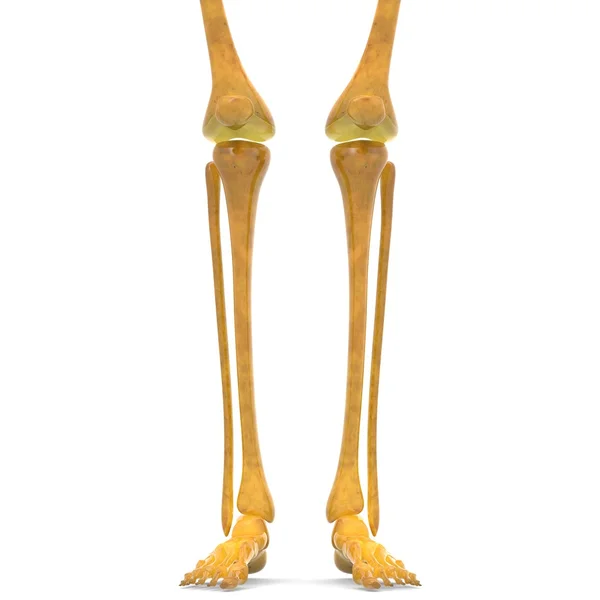 Ανθρώπινη πόδια με τις αρθρώσεις του γόνατος — Φωτογραφία Αρχείου