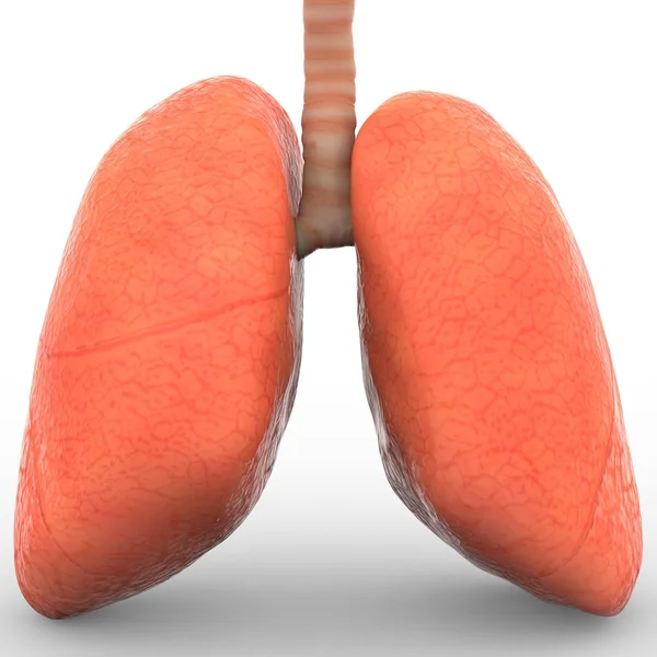 Pulmones de humanos — Foto de Stock