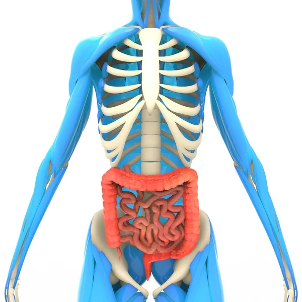 Large and Small Intestine with Muscle Body — Stockfoto