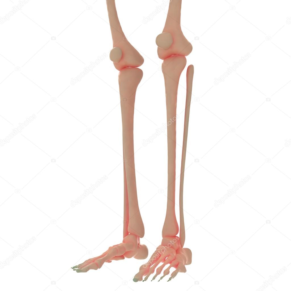 Human Skeleton Leg Jonis