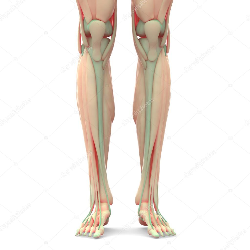 Human Leg Joints with Muscles